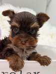 AKC Micro Male Yorkie boys