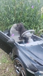 YorkiPoo  male  $600