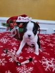 Boston Terrier Puppies