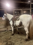 11YO Grade Gelding