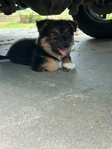 A Little Corgi, A Lot of Love