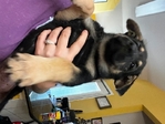 8wk old German shepherd