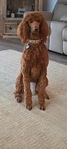 Standard poodle