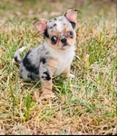Chihuahua elite puppies / Applehead females