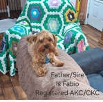Yorkies/CKC