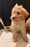 Beautiful Golden Doodle Puppies