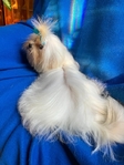Baby-Doll Face Korean Maltese