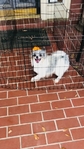 Pomeranian Male Teddy Bear Pom puppies Merle Blue White