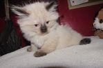 Ragdoll kittens for sale