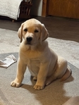 Pre-school puppy trained yellow Labrador Retriever pup