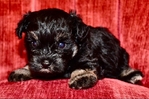 AKC Toy/Miniature Schnauzer Puppies.
