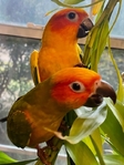 Sun Conure Birds for Sale