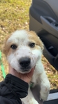 LOOKING TO REHOME!