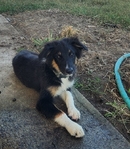 Registered Standard Australian Shepherd