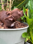 AKC Applehead Male Chocolate Chihuahua
