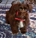 Be My Valentine! Toy/Miniature Schnauzer Female Puppy