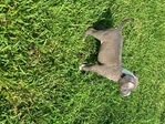 ABKC Registered XL Bully pups