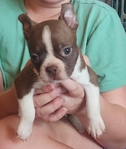 Boston Terrier Puppies