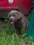 Registered Lab Puppies