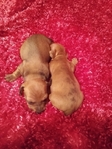 Maltipoos or Dachshund (Chiweenies)- Caldwell Tx -$300-$600