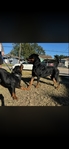 Serbian Rottweilers