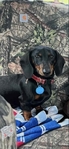Mini dachshund