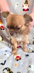 1 1/2 yo male long haired Chihuahua