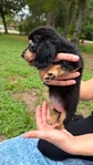 Beautiful Mini Dachshund Puppies
