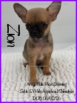 Exquisite AKC Male Applehead Chihuahuas