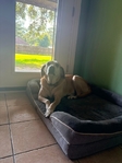 Black Mouth Cur/Yellow Lab