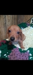 Dachshund puppies , purebred