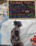Jackshund puppy