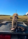 AKC Lab Puppies