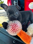Adorable Frenchston Puppies