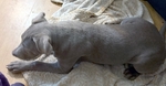Beautiful Female Silver Lab puppy