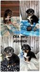 ASDR mini Aussies