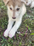 Husky Puppies