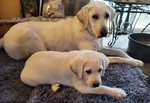 AKC White Labrador Puppies