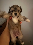 Shih Tzu puppies