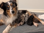 Toy Australian Shepherd Puppies!