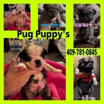 Pug puppys