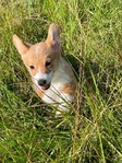 Adorable Corgi pups!