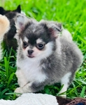 Chihuahua puppies Teacups & Tiny Toys