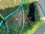 Rottweiler puppies