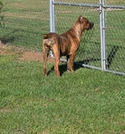 Upcoming: AKC Cane Corso litter!