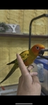 Baby Sun conures