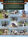 Anatolian Shepherd puppies, Bloodahoula's, and Catahoula's