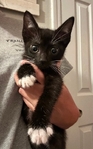 FREE kittens