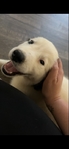 Half Great Pyrenees puppy