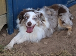 Miniature Australian Shepherd blue eyed male